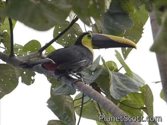Yellow-throated Toucan (Ramphastos swainsonii)
