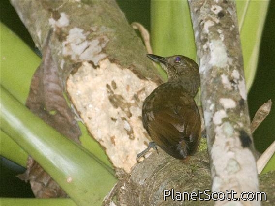 Tawny-winged Woodcreeper