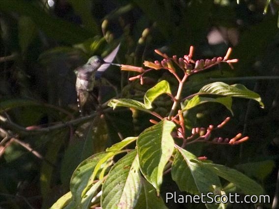 White-necked Jacobin (Florisuga mellivora)