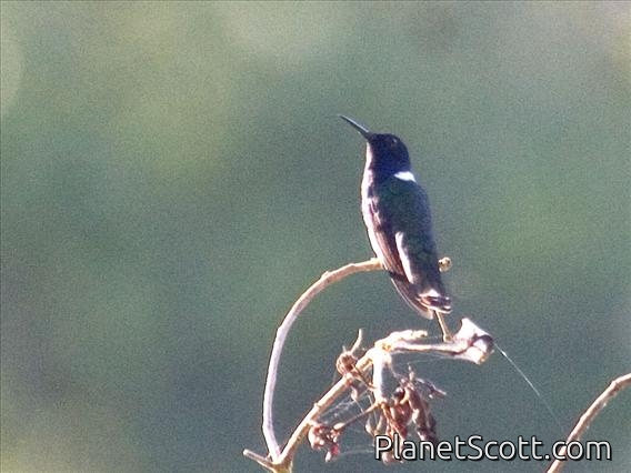 White-necked Jacobin (Florisuga mellivora) - Male