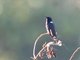 White-necked Jacobin (Florisuga mellivora) - Male
