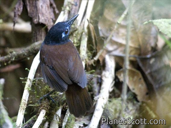 Chestnut-backed Antbird (Poliocrania exsul)