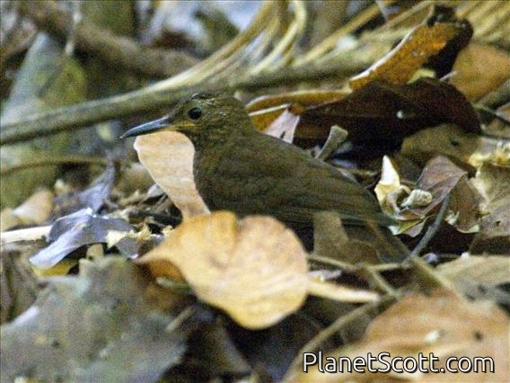Scaly-throated Leaftosser (Sclerurus guatemalensis)