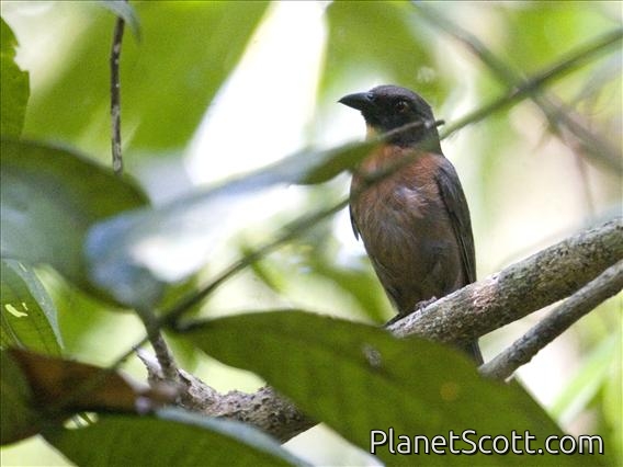 Black-cheeked Ant-Tanager (Habia atrimaxillaris) - Male