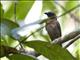 Black-cheeked Ant-Tanager (Habia atrimaxillaris) - Male