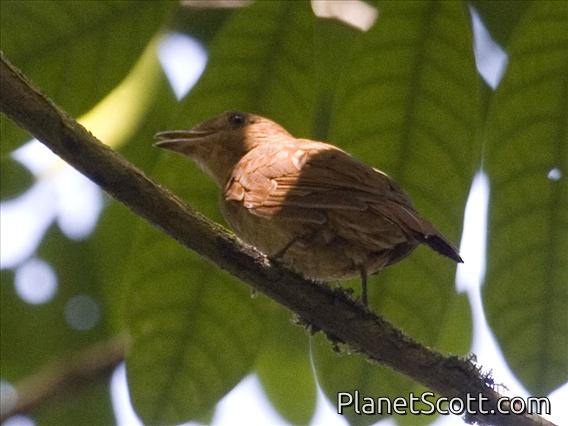 Rufous Mourner (Rhytipterna holerythra)
