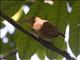 Rufous Mourner (Rhytipterna holerythra)