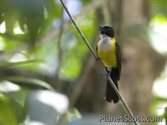 White-throated Shrike-Tanager (Lanio leucothorax) - Male