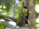 White-throated Shrike-Tanager (Lanio leucothorax) - Male