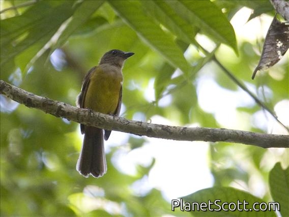 White-throated Shrike-Tanager (Lanio leucothorax) - Female