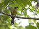 White-throated Shrike-Tanager (Lanio leucothorax) - Female