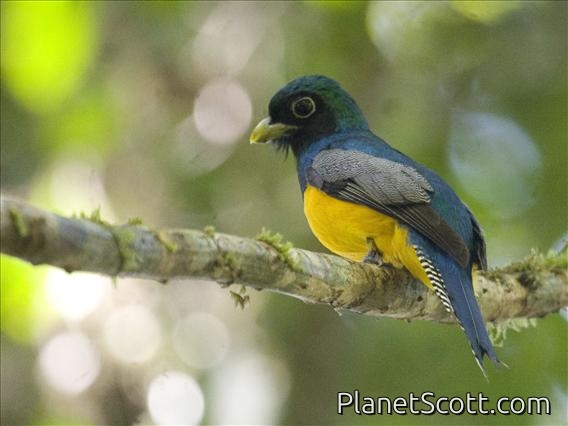 Northern Black-throated Trogon (Trogon tenellus) - Male