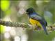 Northern Black-throated Trogon (Trogon tenellus) - Male