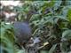 Great Tinamou (Tinamus major)