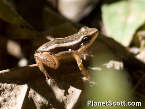 Rainforest Rocket Frog (Silverstoneia flotator)