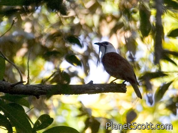 Three-wattled Bellbird (Procnias tricarunculata)