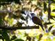 Three-wattled Bellbird (Procnias tricarunculata)