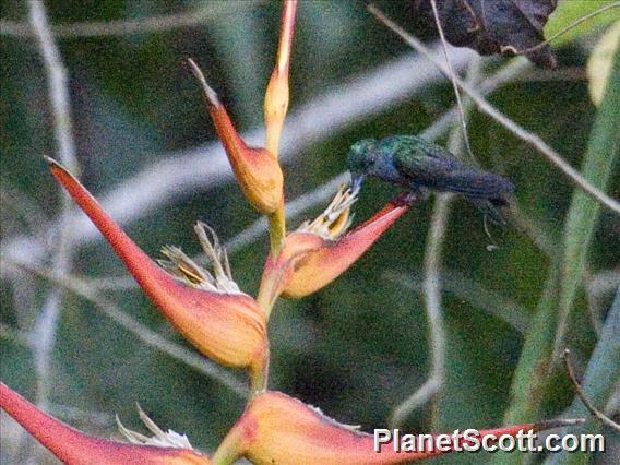 Charming Hummingbird (Polyerata decora)