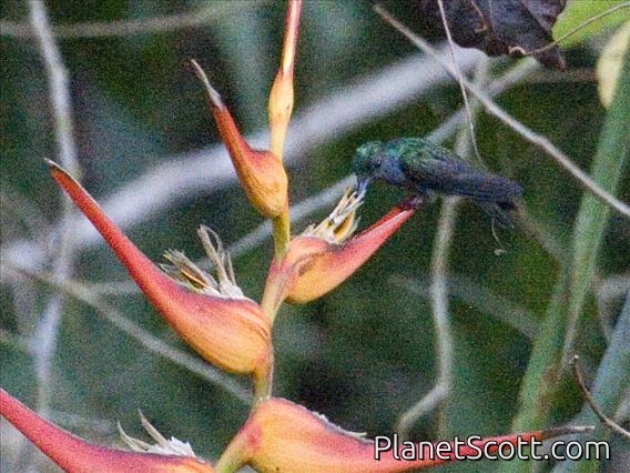 Charming Hummingbird (Amazilia decora)