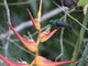 Charming Hummingbird (Amazilia decora)
