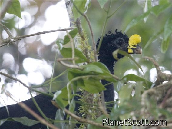 Great Curassow (Crax rubra)