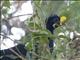 Great Curassow (Crax rubra)