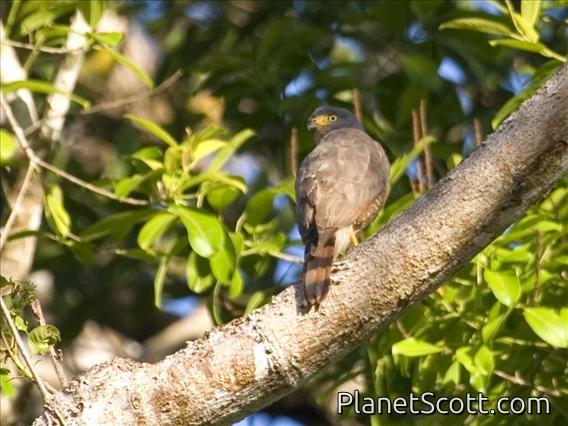 Roadside Hawk (Rupornis magnirostris)