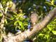 Roadside Hawk (Rupornis magnirostris)