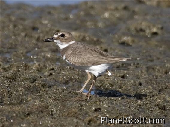Wilson's Plover (Charadrius wilsonia)
