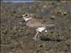 Wilsons Plover (Charadrius wilsonia)