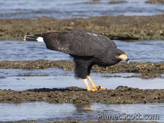 Common Black-Hawk (Buteogallus anthracinus)