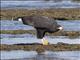 Common Black-Hawk (Buteogallus anthracinus)