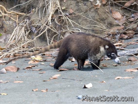 White-nosed Coati (Nasua narica)