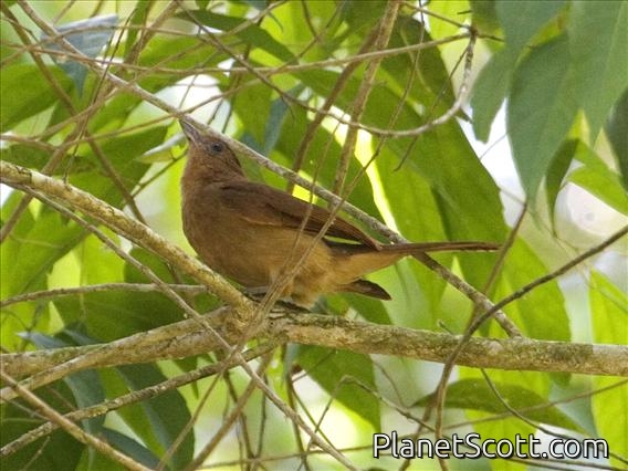 Rufous Mourner (Rhytipterna holerythra)