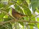 Rufous Mourner (Rhytipterna holerythra)