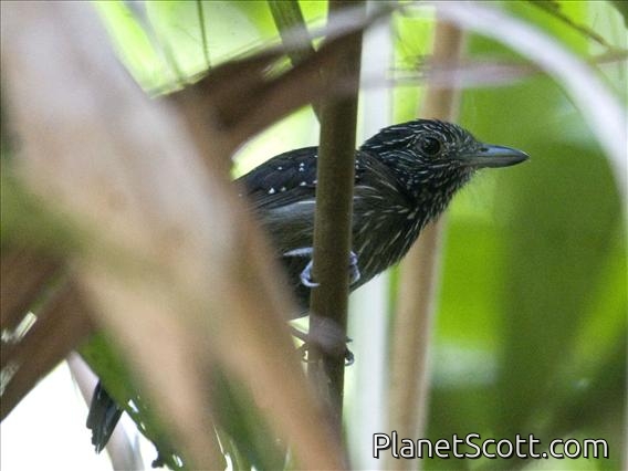 Black-hooded Antshrike (Thamnophilus bridgesi) - Female