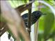 Black-hooded Antshrike (Thamnophilus bridgesi) - Female