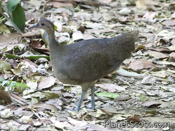 Great Tinamou (Tinamus major)