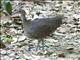 Great Tinamou (Tinamus major)