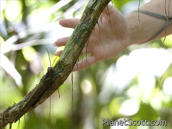 Giant Red-winged Grasshopper (Tropidacris cristata)