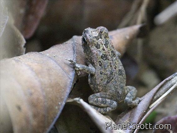 Unidentified Toad