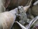 Giant Toad (Rhinella horribilis)