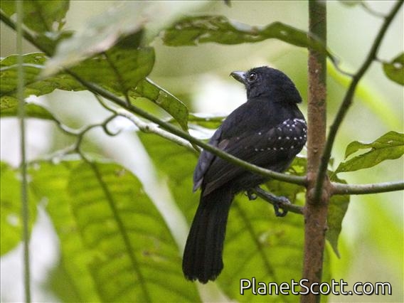 Black-hooded Antshrike (Thamnophilus bridgesi) - Male