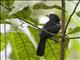 Black-hooded Antshrike (Thamnophilus bridgesi) - Male