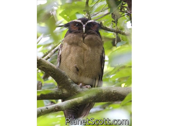 Crested Owl (Lophostrix cristata)