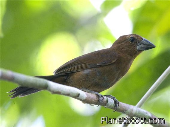 Blue-black Grosbeak (Cyanoloxia cyanoides) - Female