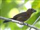 Blue-black Grosbeak (Cyanoloxia cyanoides) - Female