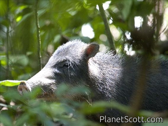 White-lipped Peccary (Tayassu pecari)
