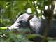 White-lipped Peccary (Tayassu pecari)