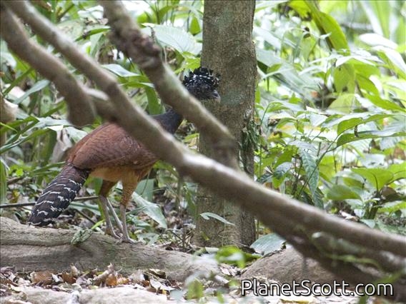 Great Curassow (Crax rubra) - Female